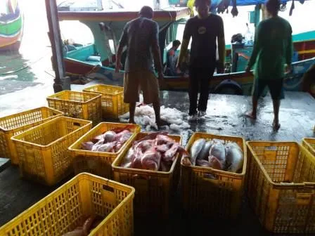 Harga Ikan Segar Melonjak, BPS Ungkap Kenaikan Solar dan Cuaca Buruk Jadi Pemicu